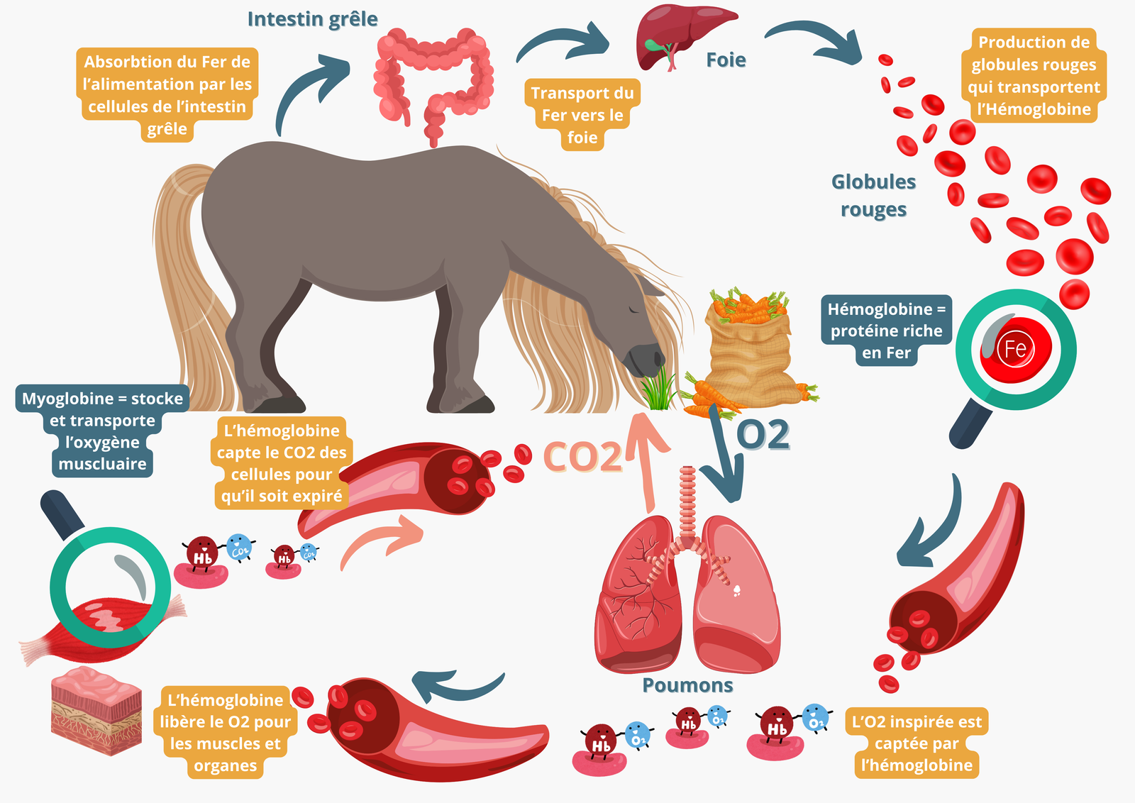 Schéma expliquant le role du fer dans le transport de l'oxygène