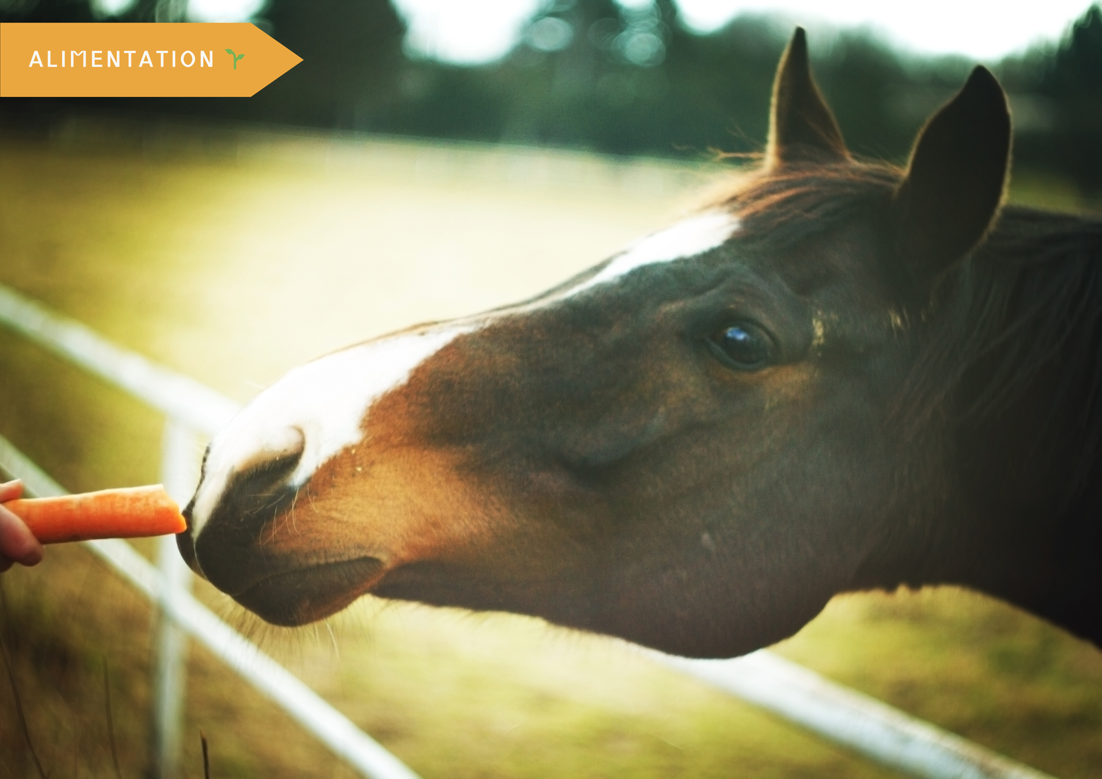 Cheval mangeant une carotte dans un paddock, illustrant l’importance de l’alimentation naturelle pour le bien-être équin