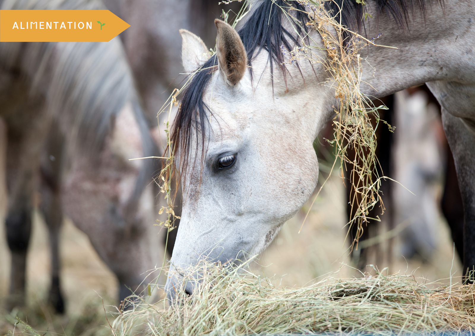 Cheval mangeant du foin focus sur la bouche et les brins de foin.