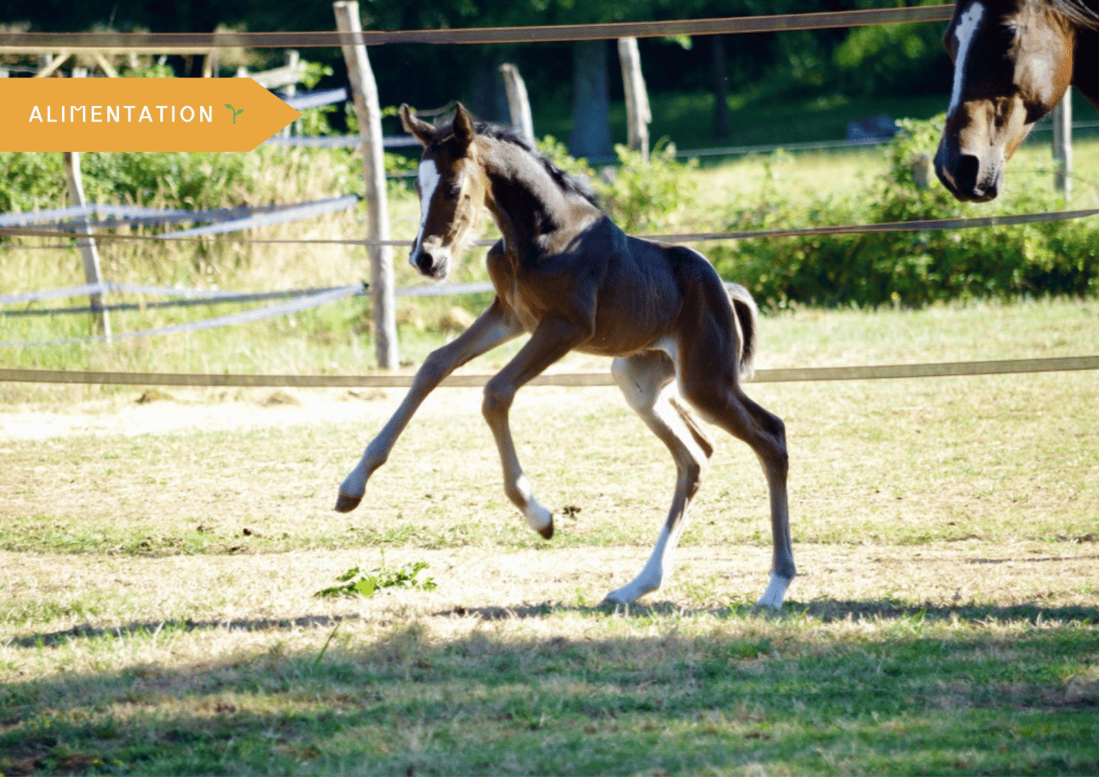 Comment bien nourrir son poulain
